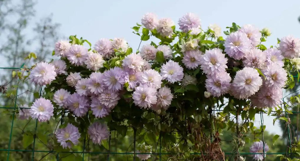 小空間也能美上天，你的花園真的很需要她！
