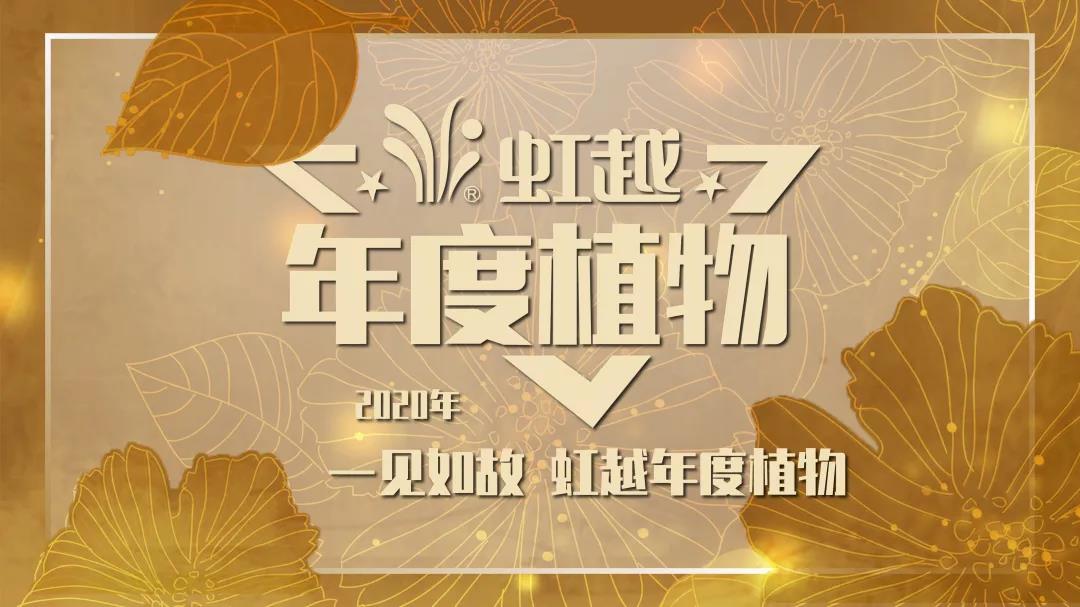 你好哇，2020虹越年度植物！