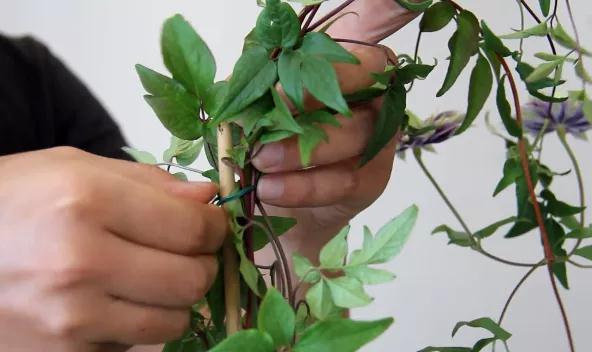 植物黃金生長季，如何給小鐵凹個美美的造型？且聽潘師傅為你講解