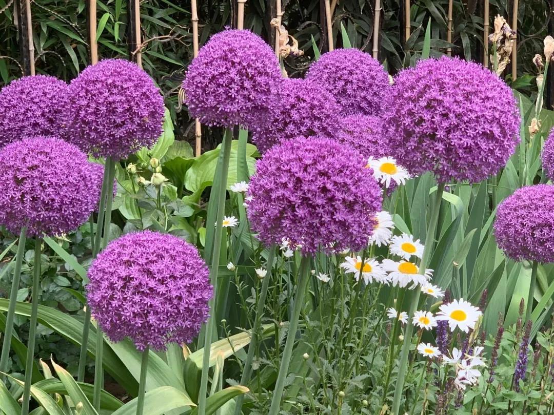 我在花園種了100棵大花蔥，年復(fù)一年美如初見