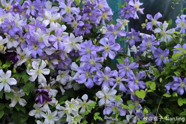 花之信 | ?傳說中的三類鐵怎么種？小鐵大神告訴你！