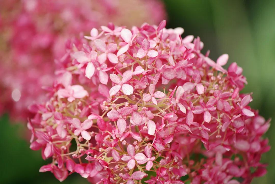 花期綿延整個夏季，“花園明星”非它莫屬！細(xì)說粉色貝拉安娜