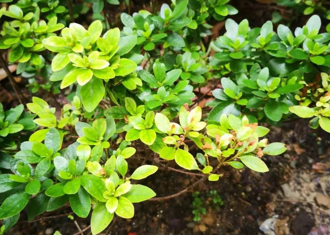 夏天植物狀態(tài)差？別急，看看是不是這5個(gè)典型問(wèn)題