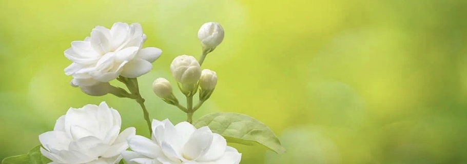 花開半年的人間第一香，還有哪些驚喜是我們不知道的