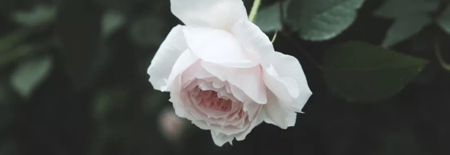 關(guān)于月季抹芽這件事，老師已經(jīng)說倦了~