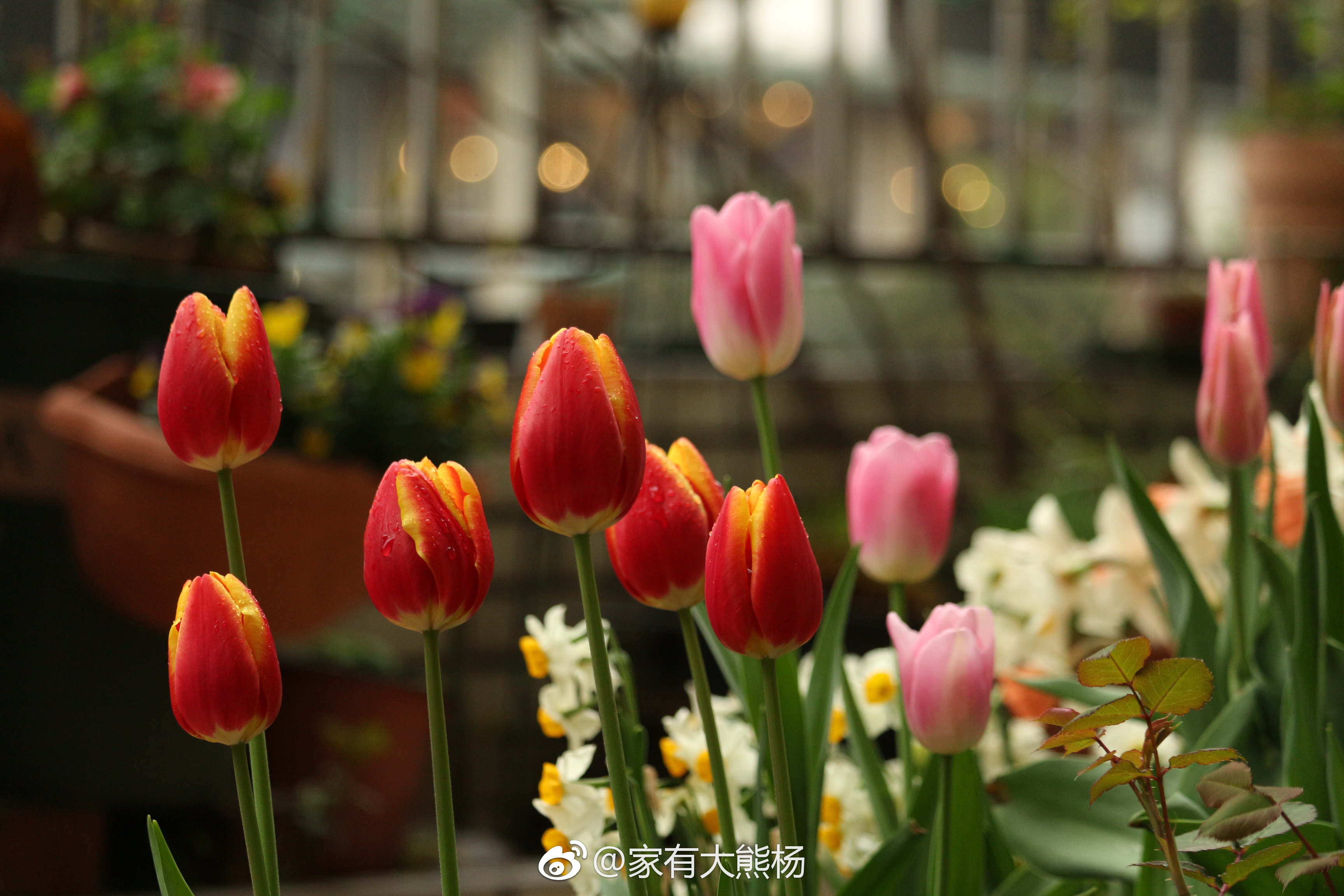 別人家花園好看的秘密，都在春天的郁金香里