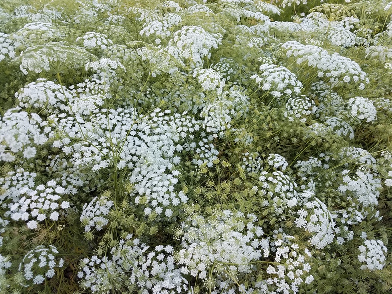 好養(yǎng)又百搭的‘花園蕾絲’，實現(xiàn)切花自由就靠它了！
