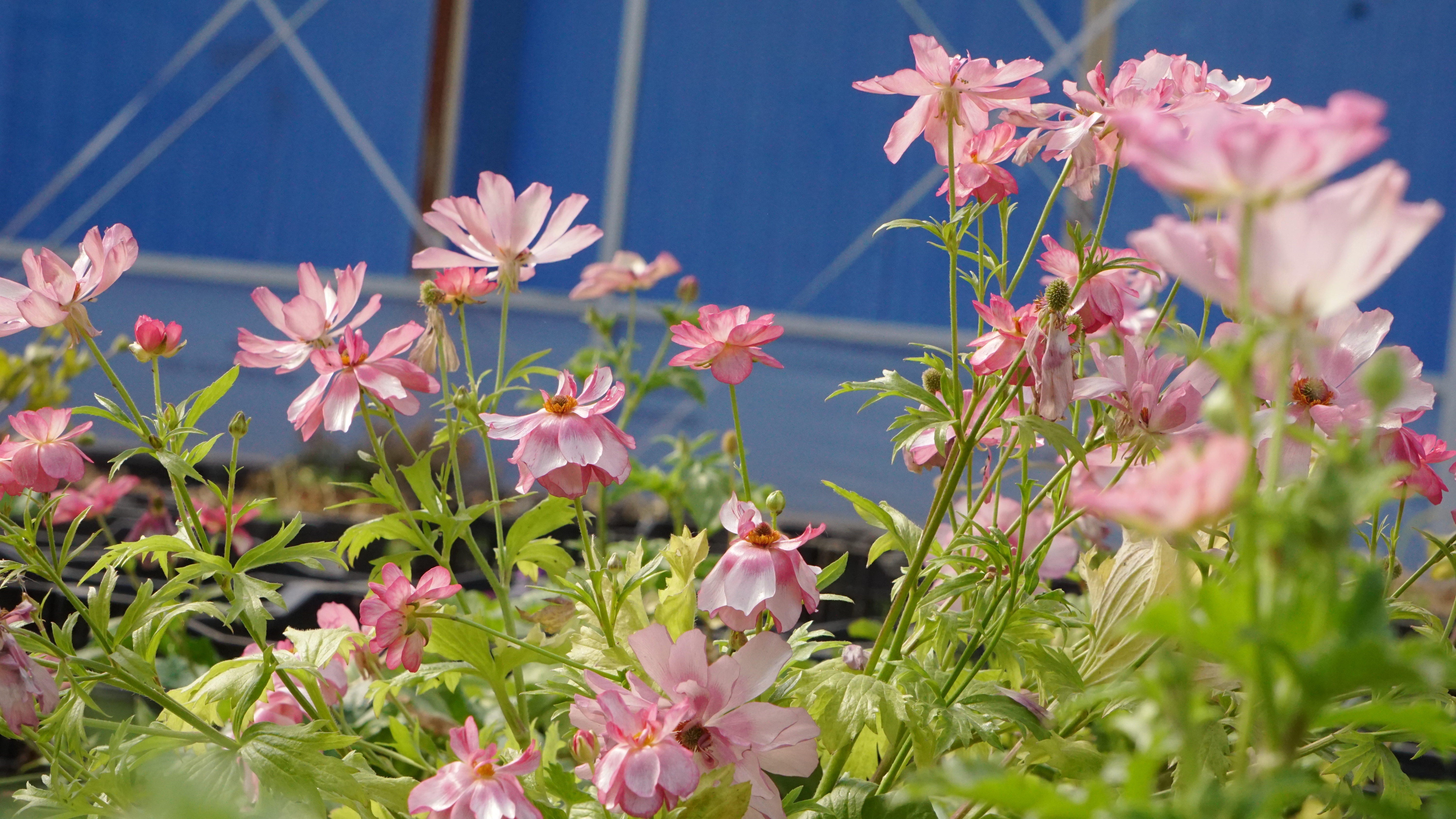 平平無奇‘小芹菜’，爆花竟比蝴蝶美！