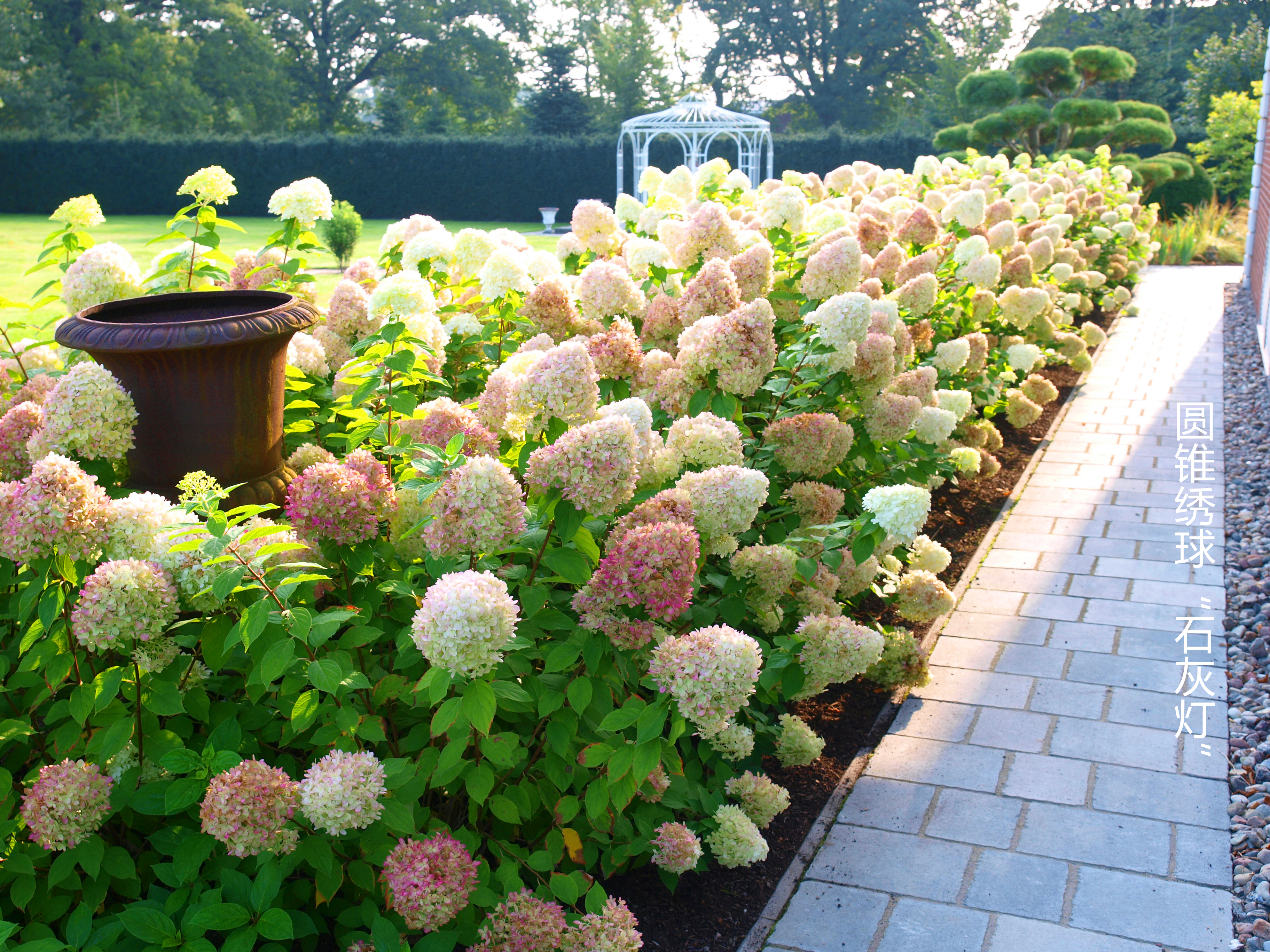 花開180天，沒人能拒絕夏日里的‘抹茶冰淇淋’！