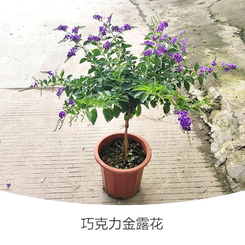 金露花 | 人間巧克力，開花時隔壁小孩要饞哭
