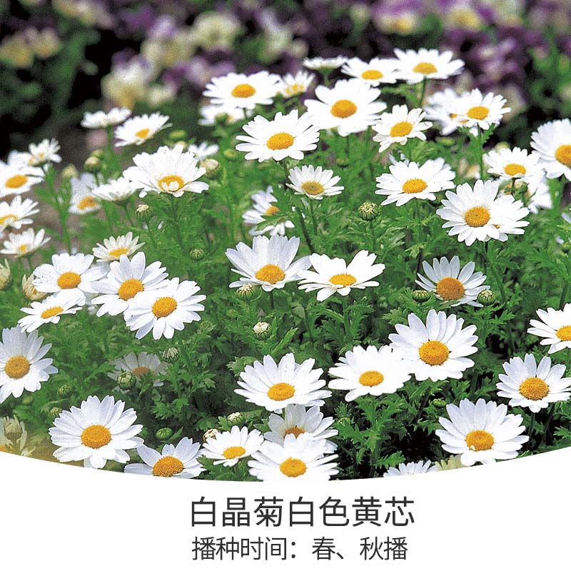 花開堆成雪，不可錯失的春日小晴朗上線啦！