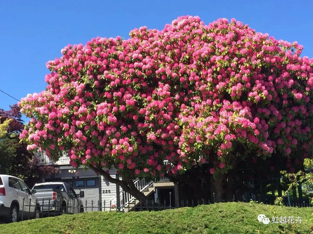 美如神的高山杜鵑，真正的花園王者！