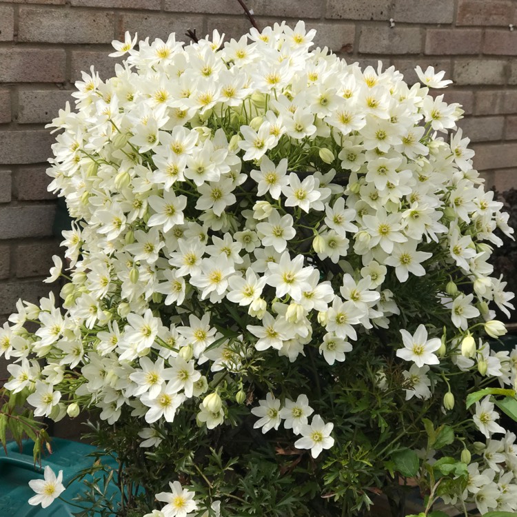 不到幾年爬滿墻！鐵線蓮中的‘開花機(jī)器’非它們莫屬~
