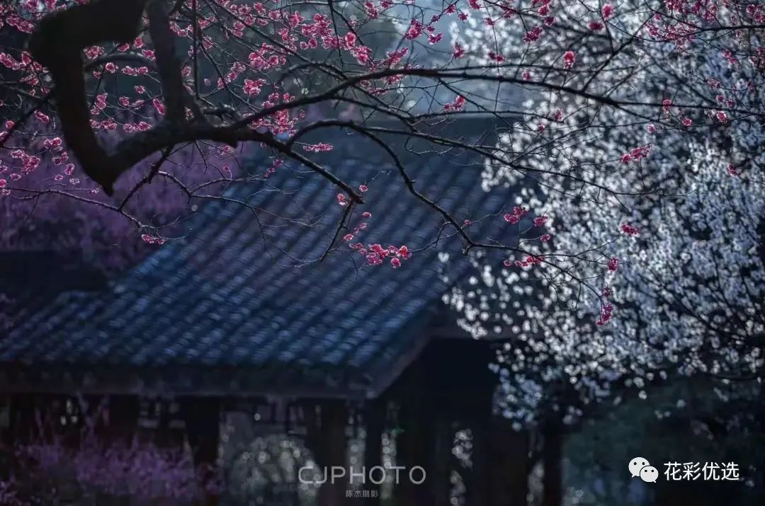 這幾種花都分不清楚，春天都不好意思出門(mén)了！