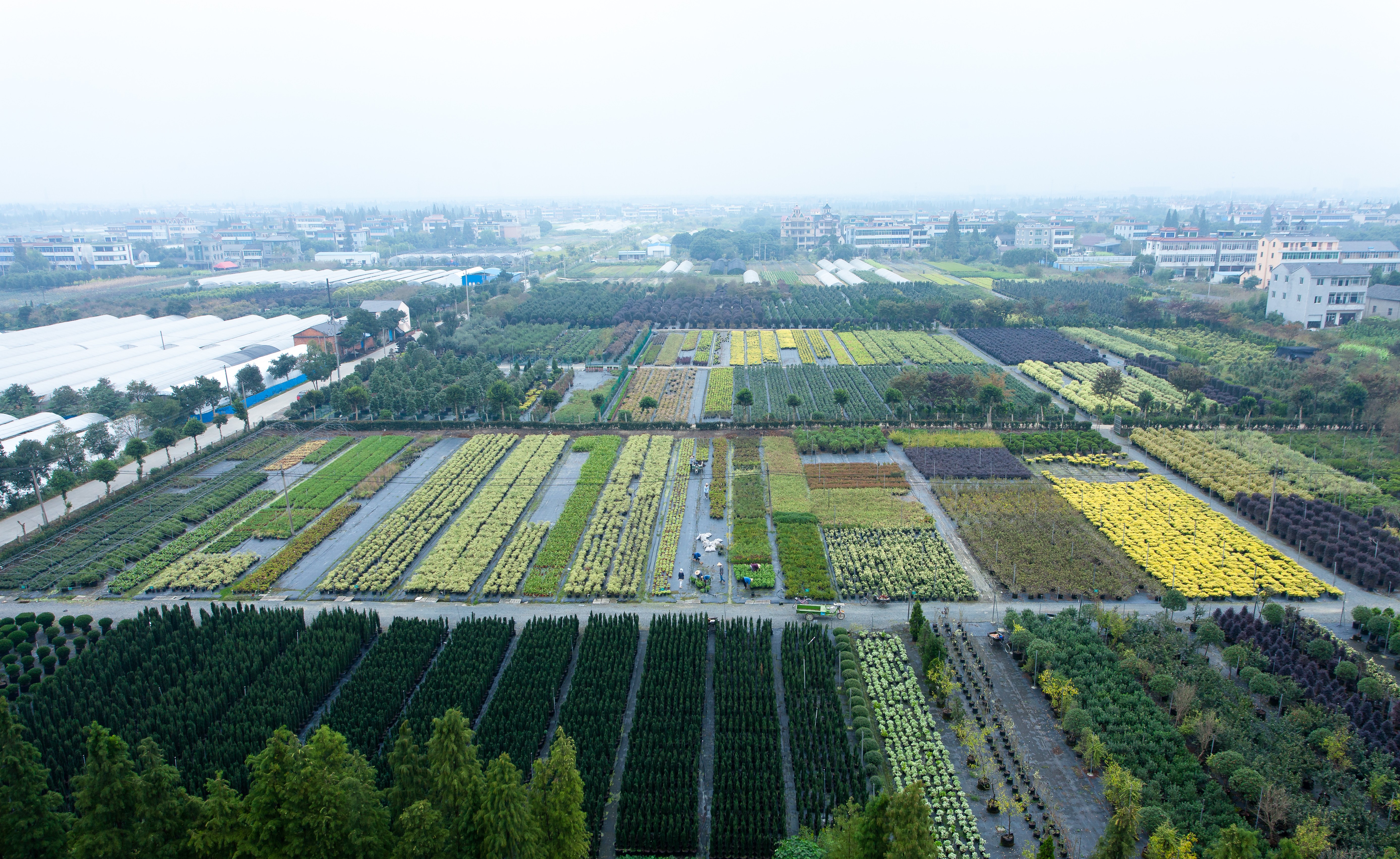 你好呀，2024虹越年度植物